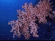 Softcoral, Southern Red Sea